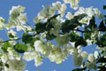 <center>
Transparence et pureté des pétales avec,<br>
pour toile de fond, un ciel bleu azur. fleur, bougainvilliers,îles eoliennes 